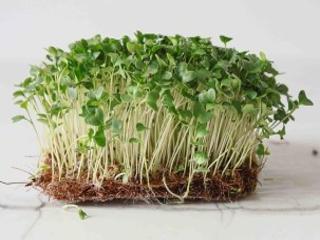 Brocolli